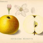Reine_des_reinettes