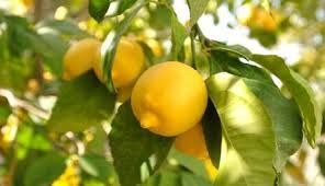 citron_jaune